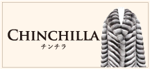Chinchilla チンチラ